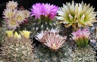Neoporteria mix (incl. Horr., Neoch., Pyrrh., Theloceph.) (also by 100-1000 seeds-graines-semillas)